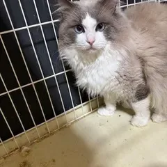猫 ブリーダー 無料で見つける！信頼できる優良ブリーダー探しの決定版